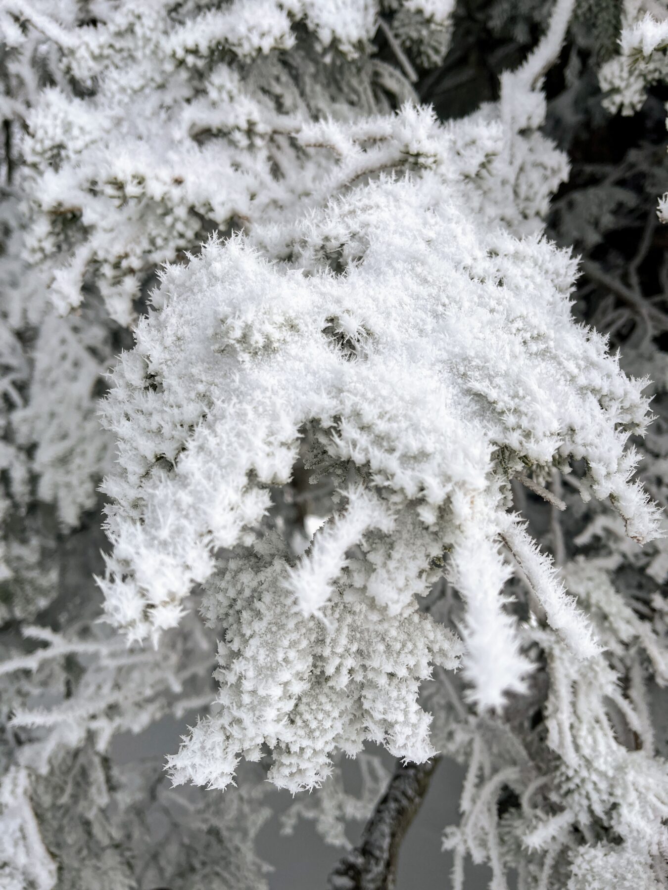schneeschuhwandern_tanzboden__IMG_1872