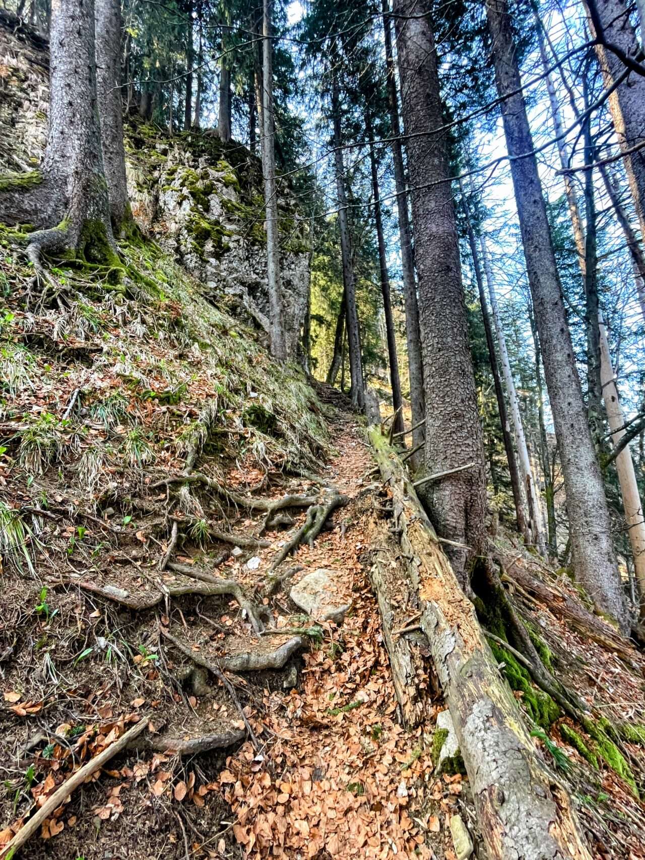 wanderung_vitznau_gersauerstock_vitznauerstock_