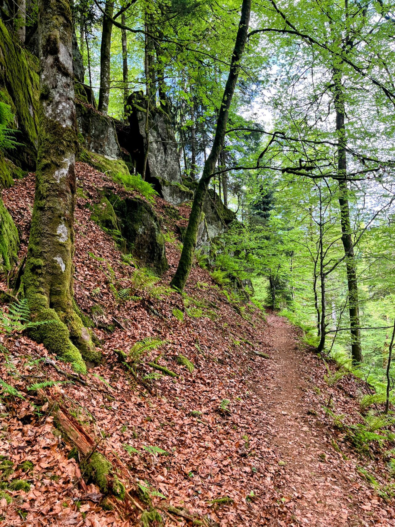 wanderung_schluchtensteig_schwarzwald_