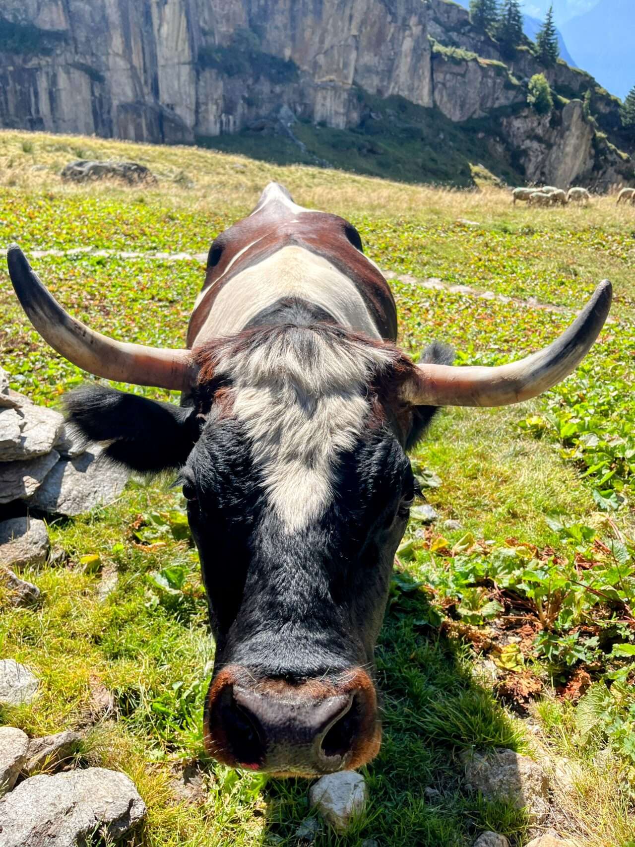 wanderung_oberaletschhuette_