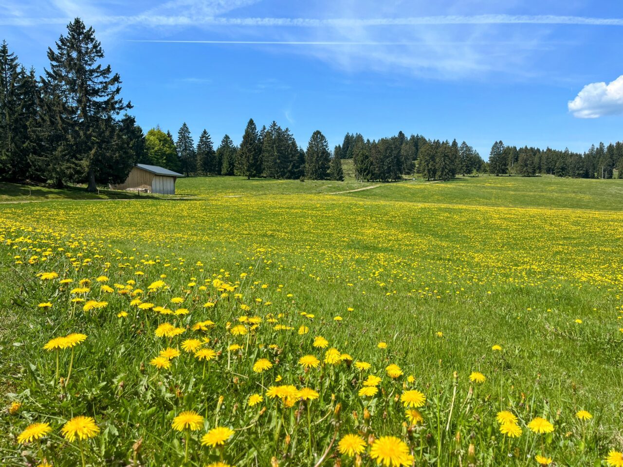 wanderung_schluchtensteig_schwarzwald_