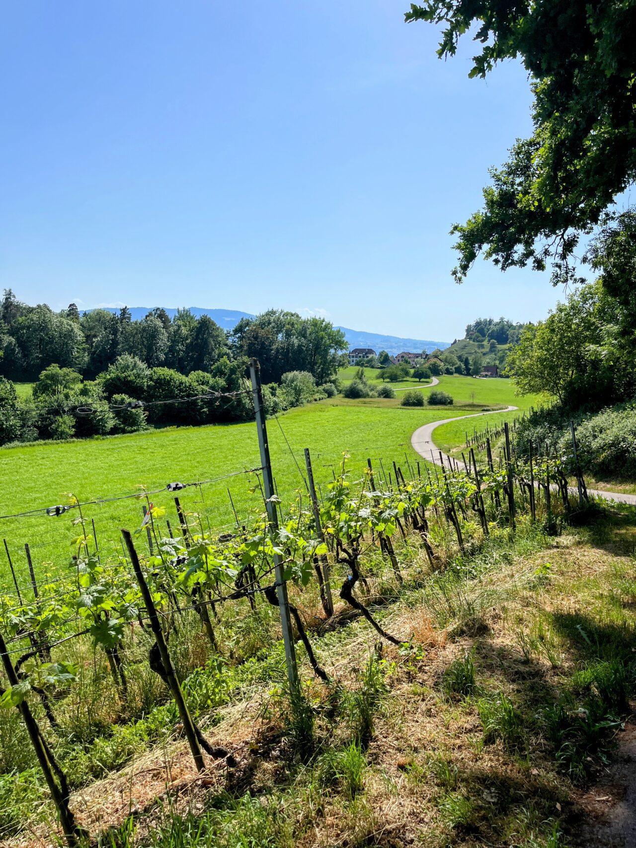 umrundung_zürichsee_schmerikon_stäfa_