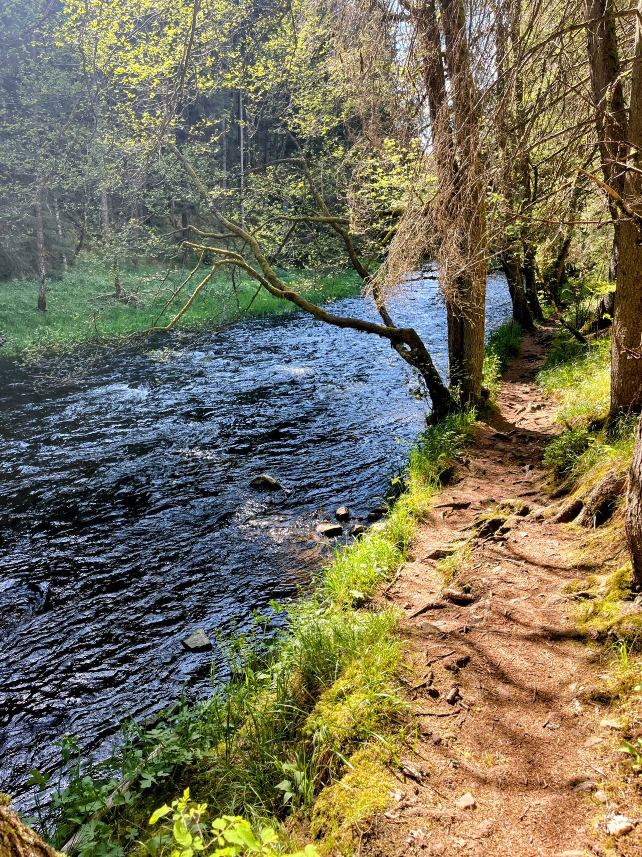 wanderung_schluchtensteig_schwarzwald_