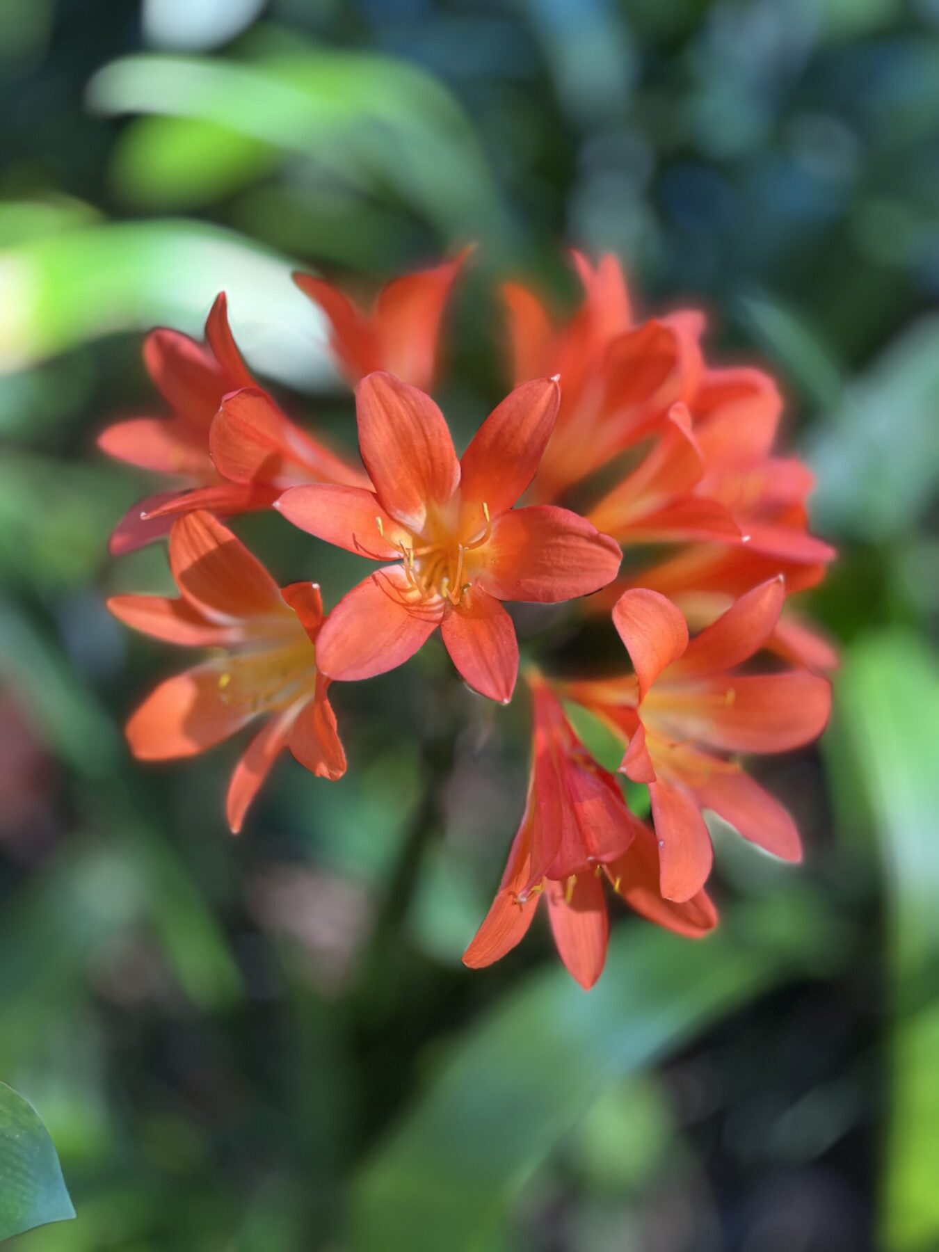 wanderung_monte_botanischer_garten_funchal_