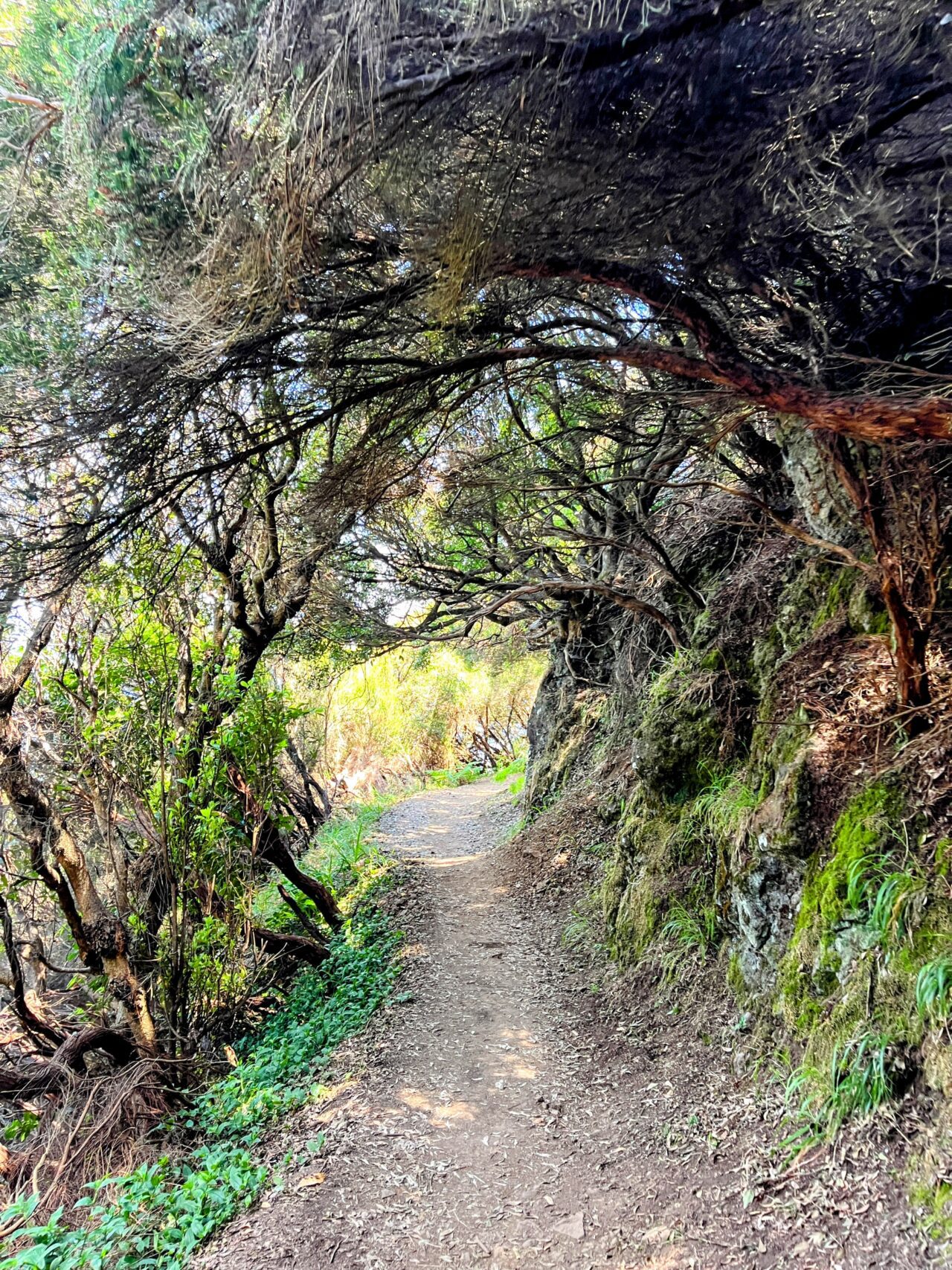 wanderung_madeira_porto_da_cruz_machico_