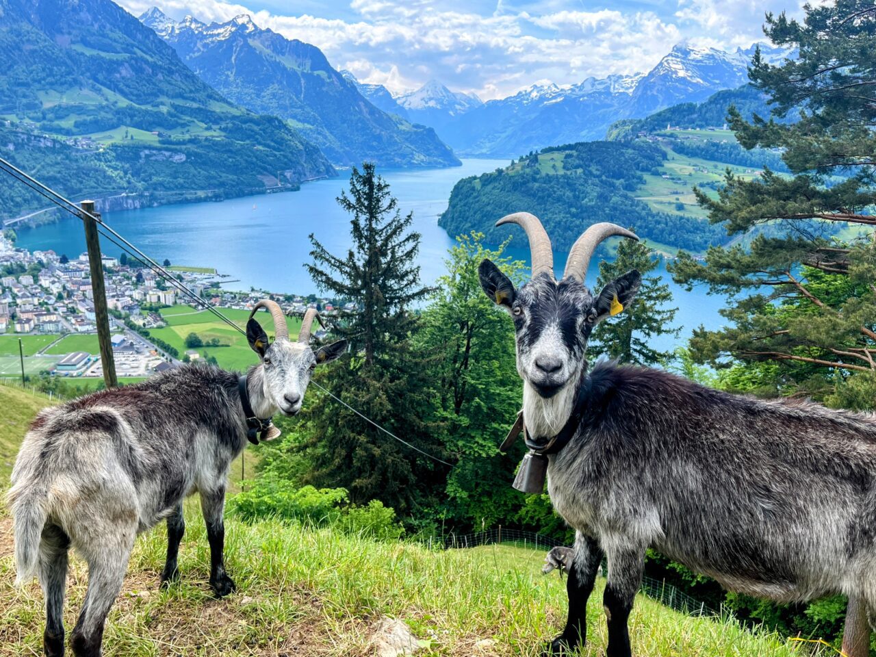 wanderung_brunnen_urmiberg_schwand_stockflue_