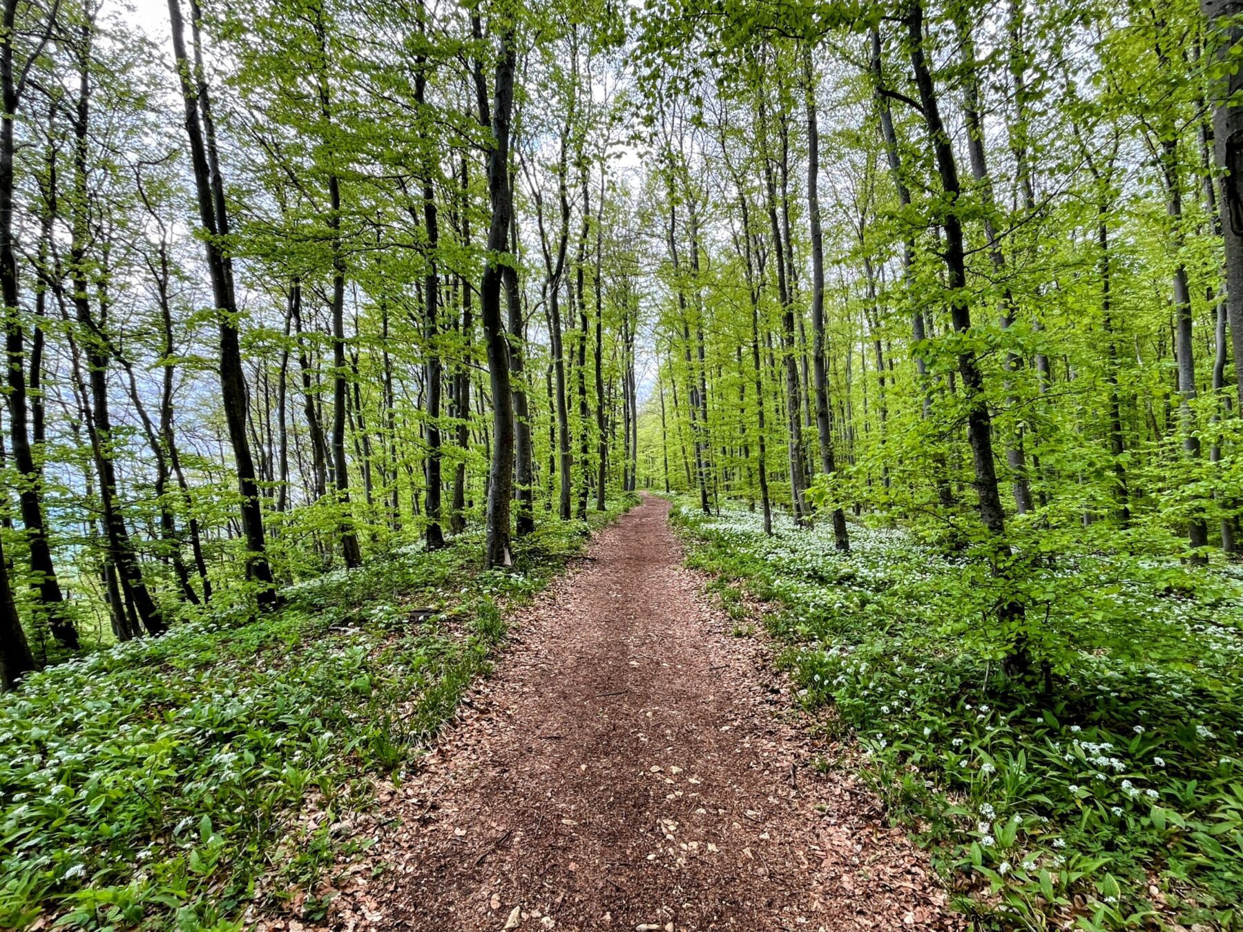 wanderung_schluchtensteig_schwarzwald_