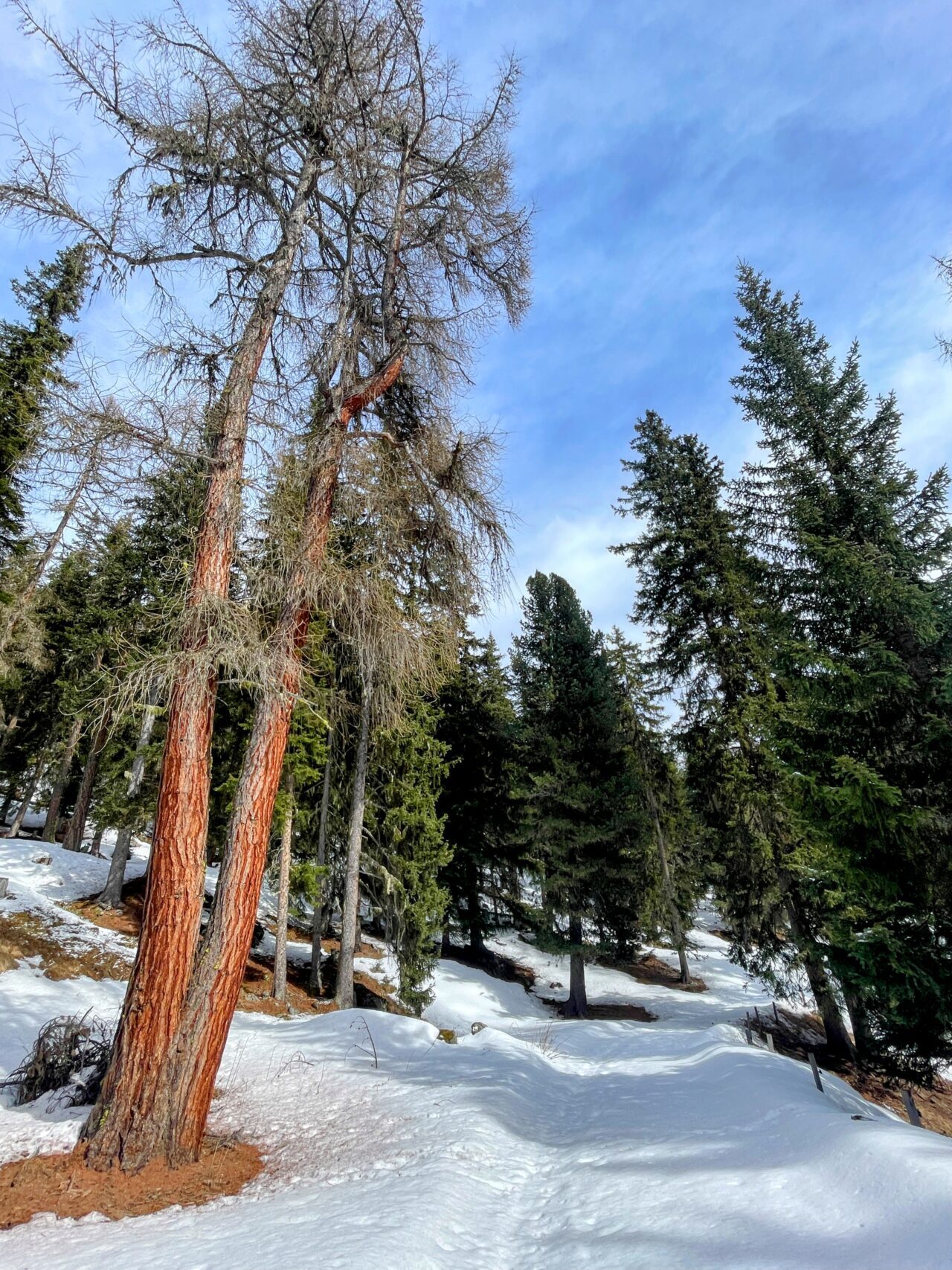 winterwanderung_lü_santa_maria__IMG_8509