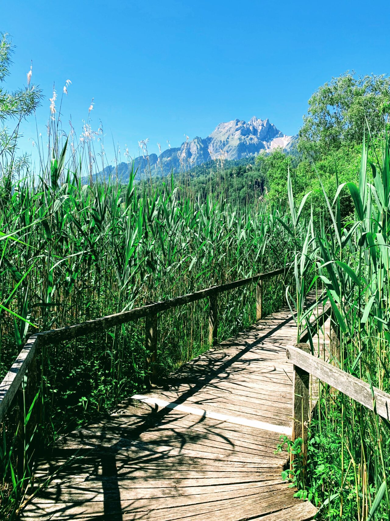 wanderung_vierwaldstaettersee_luzern_alpnachstad_