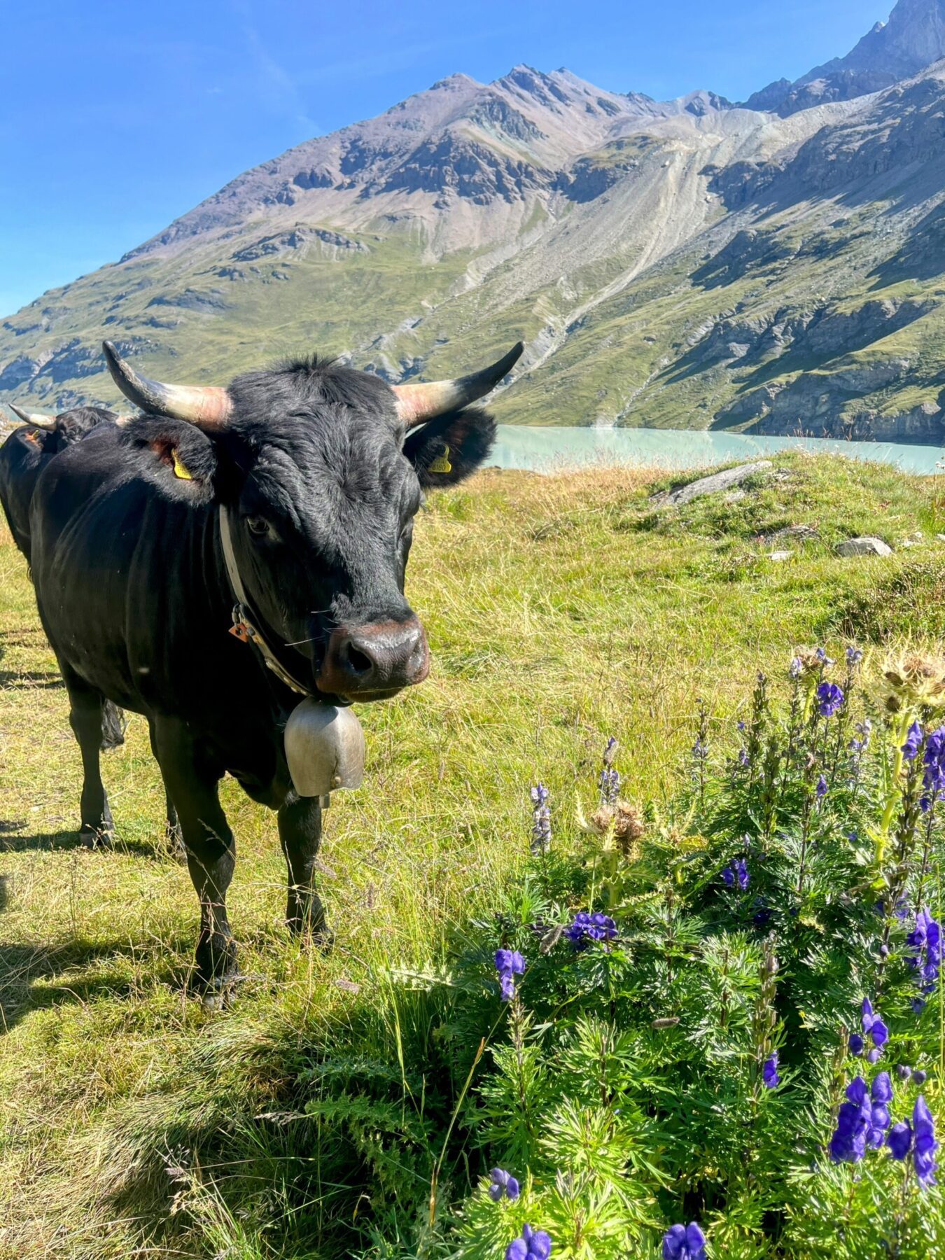 wanderung_alpenpaesseweg_etappe_28_cabane_de_dix_cabane_de_prafleuri_