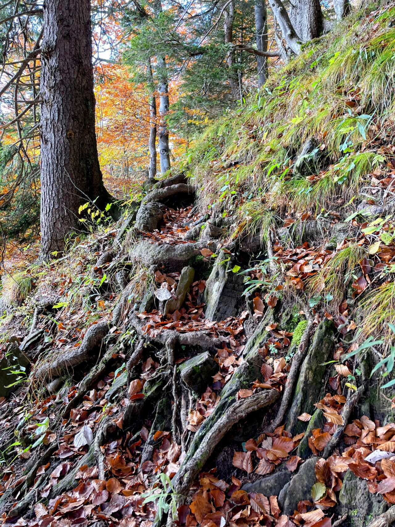 wanderung_rigi_hochflue_