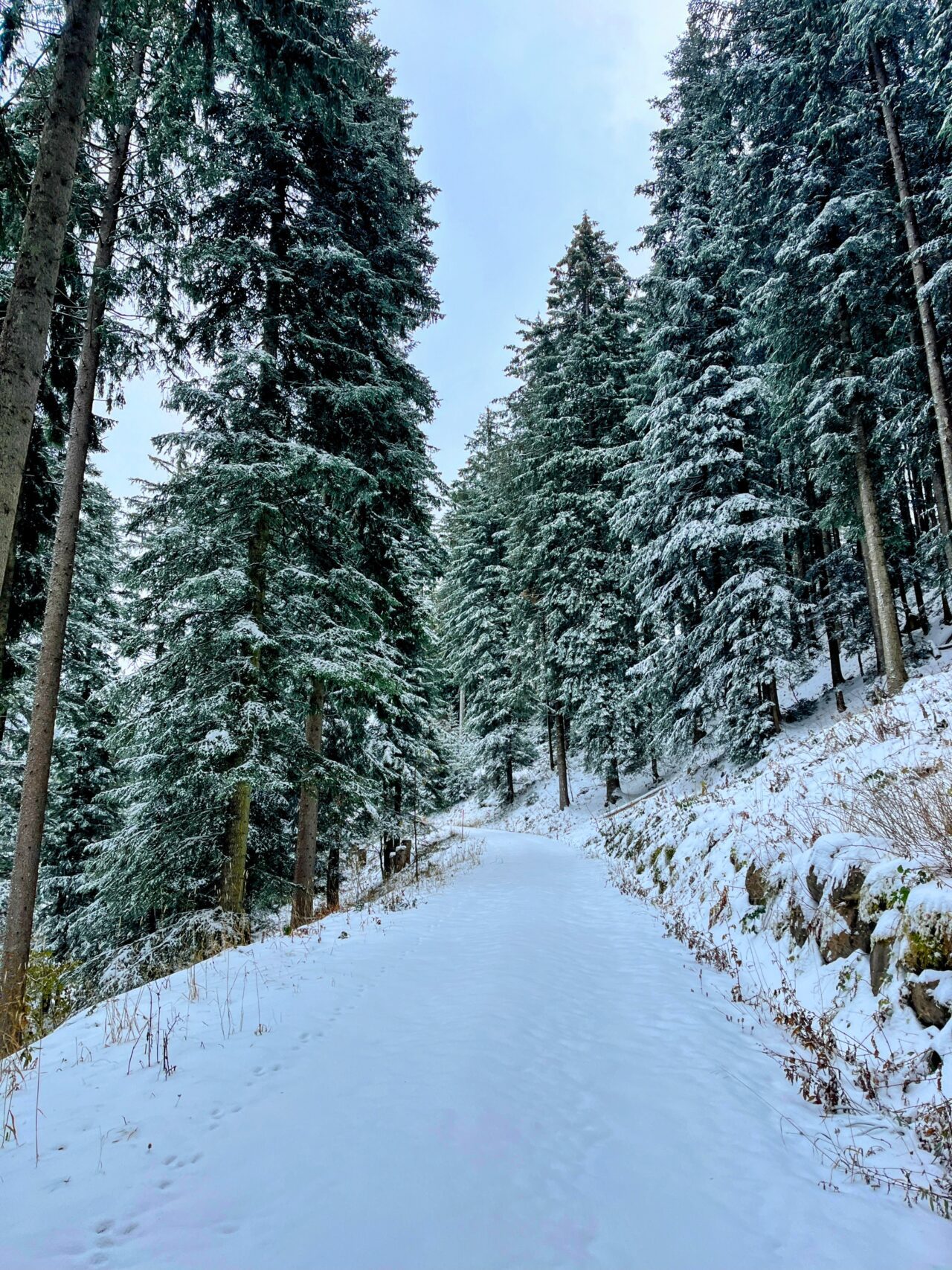 schneeschuhtour_biberegg_hochstuckli_haengebruecke__IMG_2113