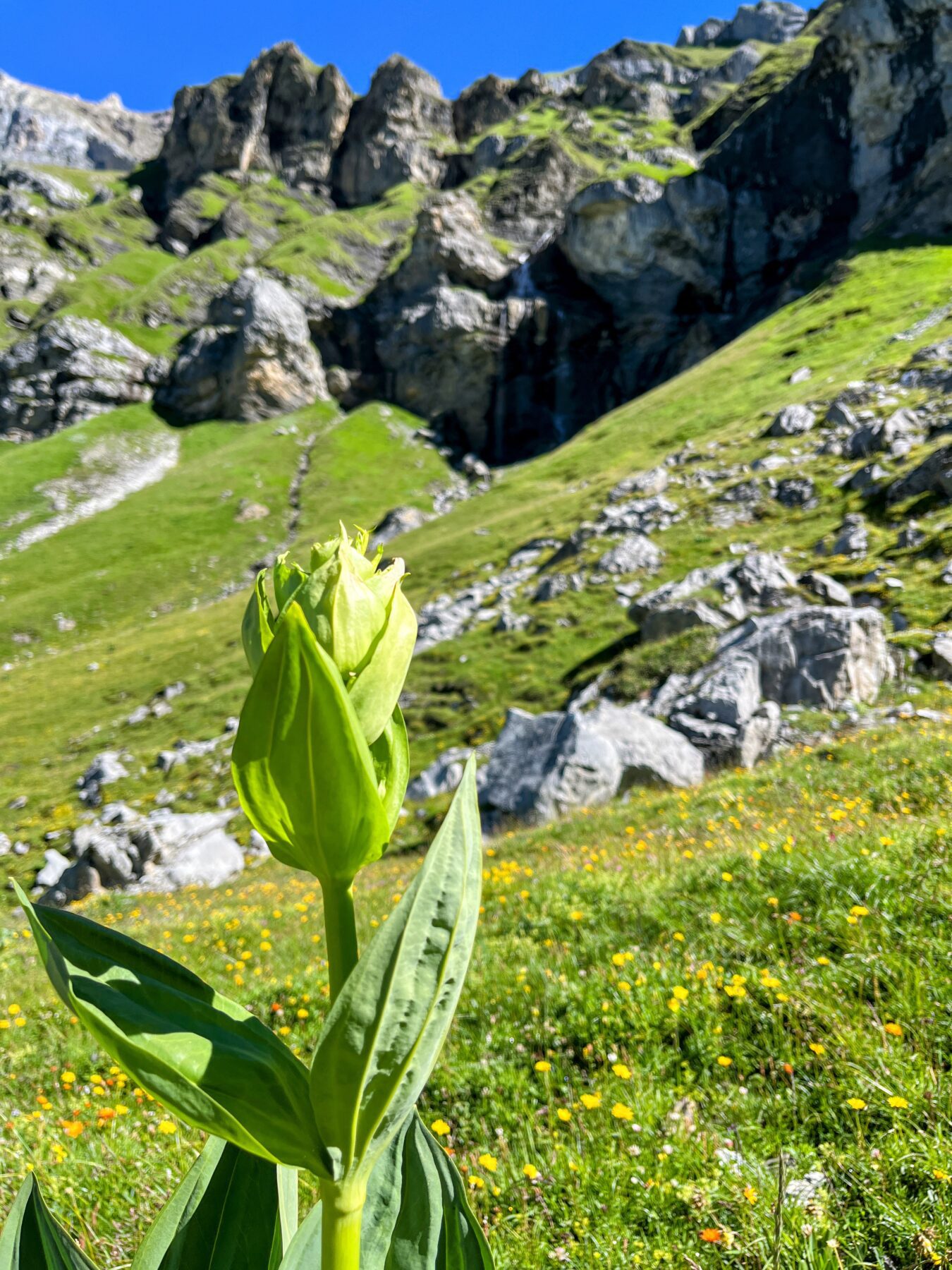 wanderung_via_alpina_blüemlisalphütte_kandersteg_