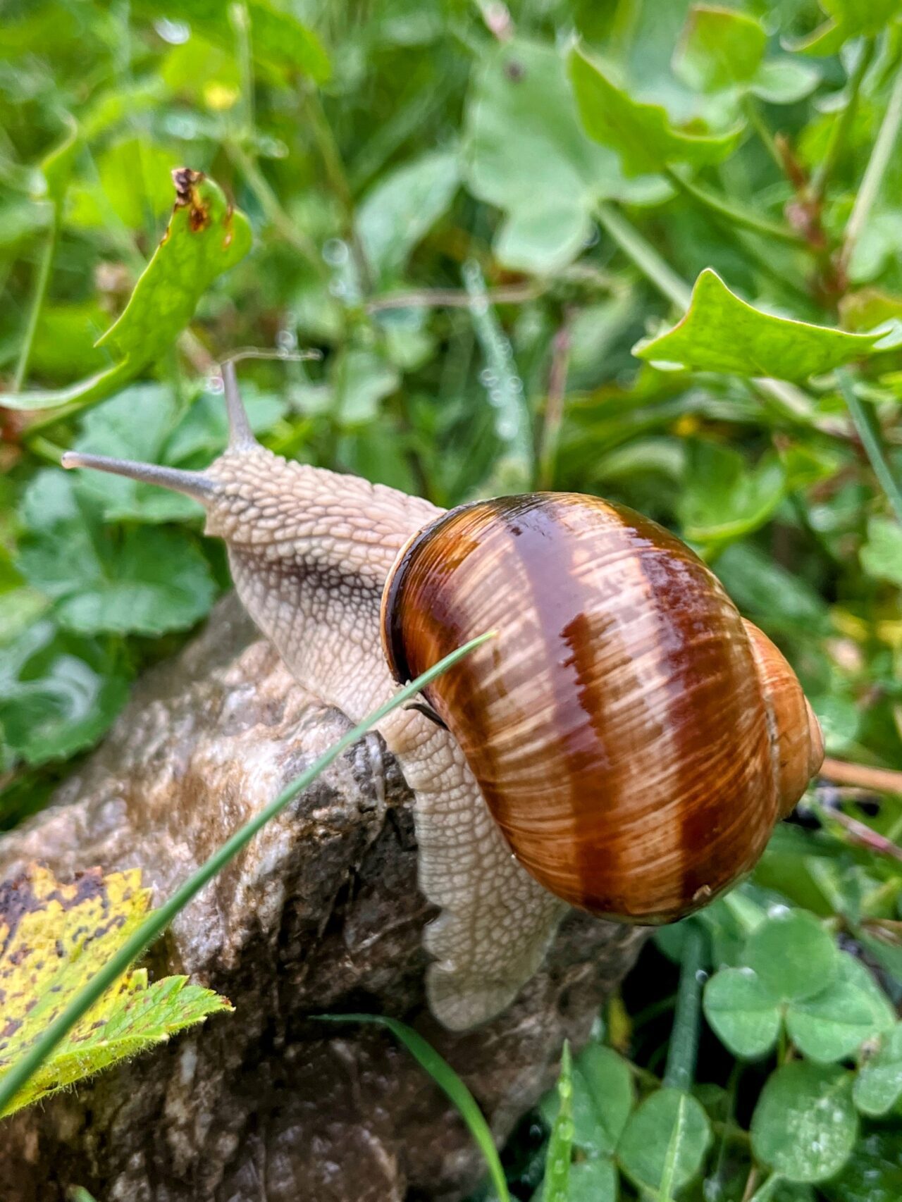 wanderung_glaernischhuette_