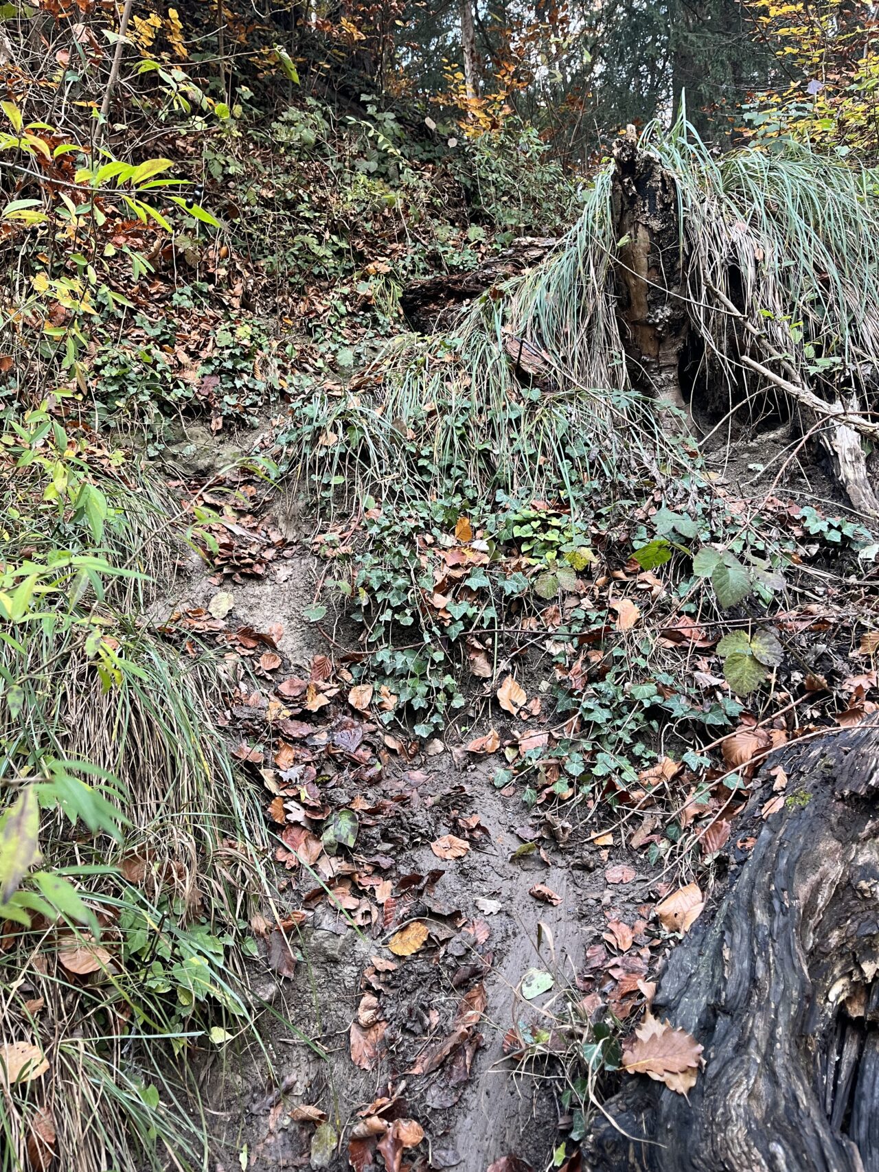 wanderung_teehuette_fallaetsche_