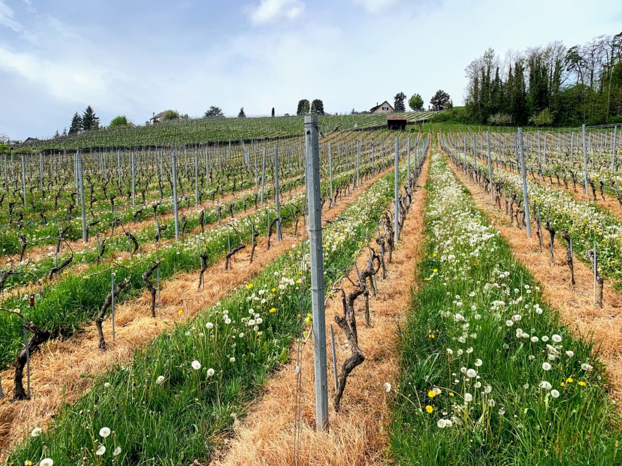 velotour_mittellandroute_yverdon_lausanne__IMG_7746