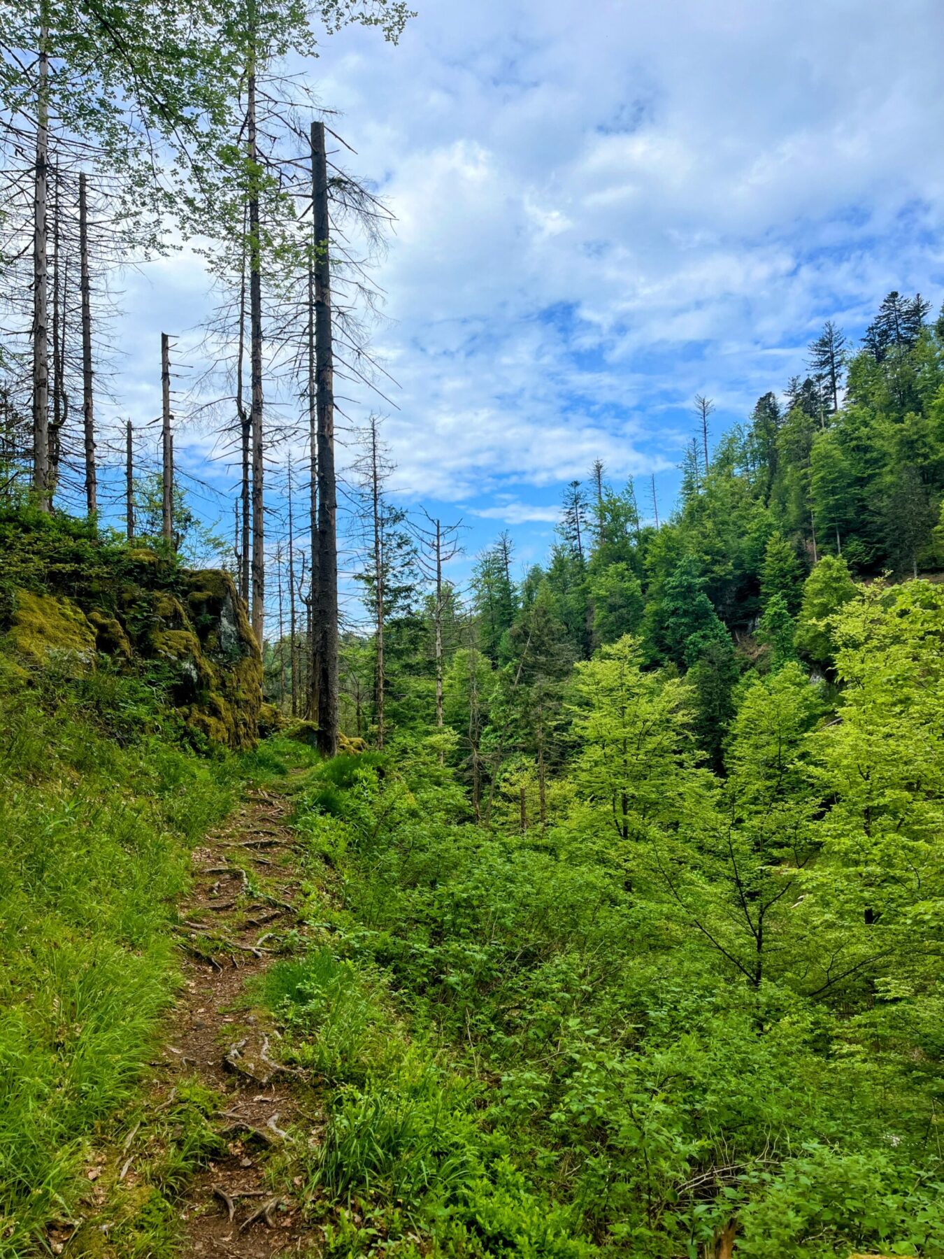 wanderung_schluchtensteig_schwarzwald_