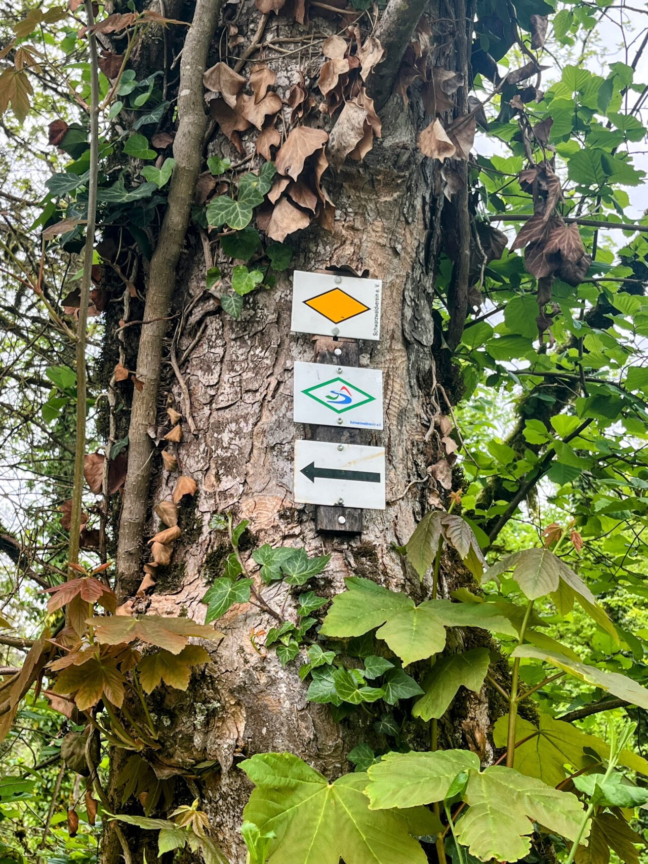 wanderung_schluchtensteig_schwarzwald_