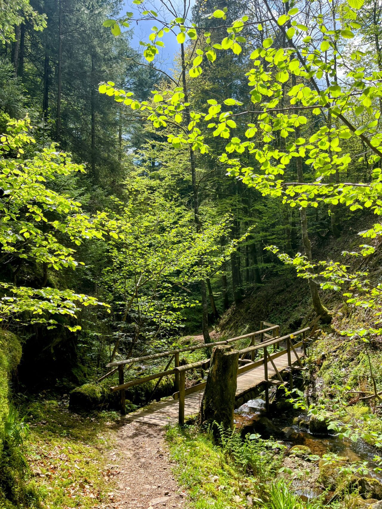 wanderung_schluchtensteig_schwarzwald_