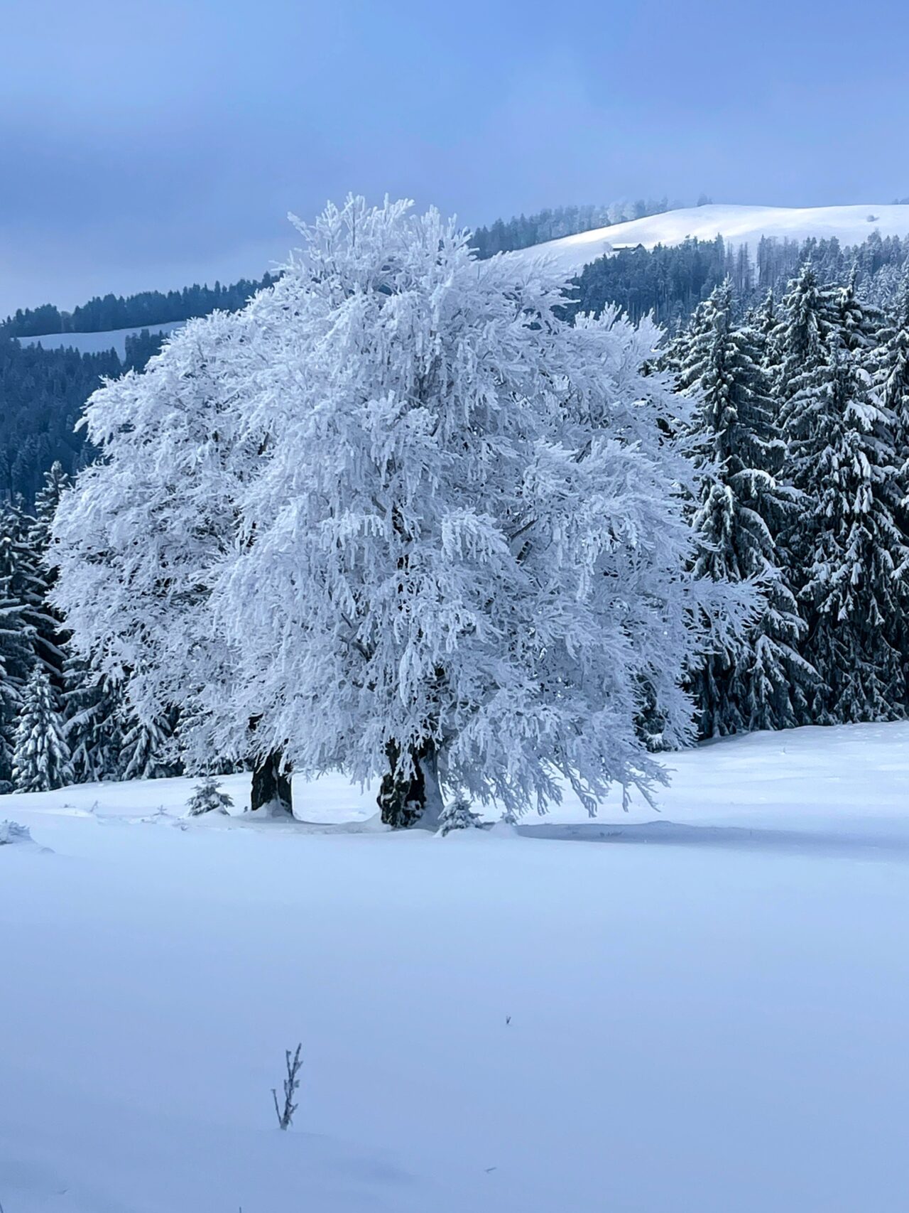 schneeschuhwanderung_rieden_tanzboden_