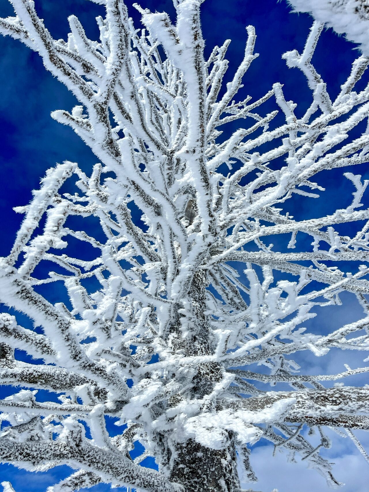 schneeschuhtour_biberegg_hochstuckli_haengebruecke__IMG_2156