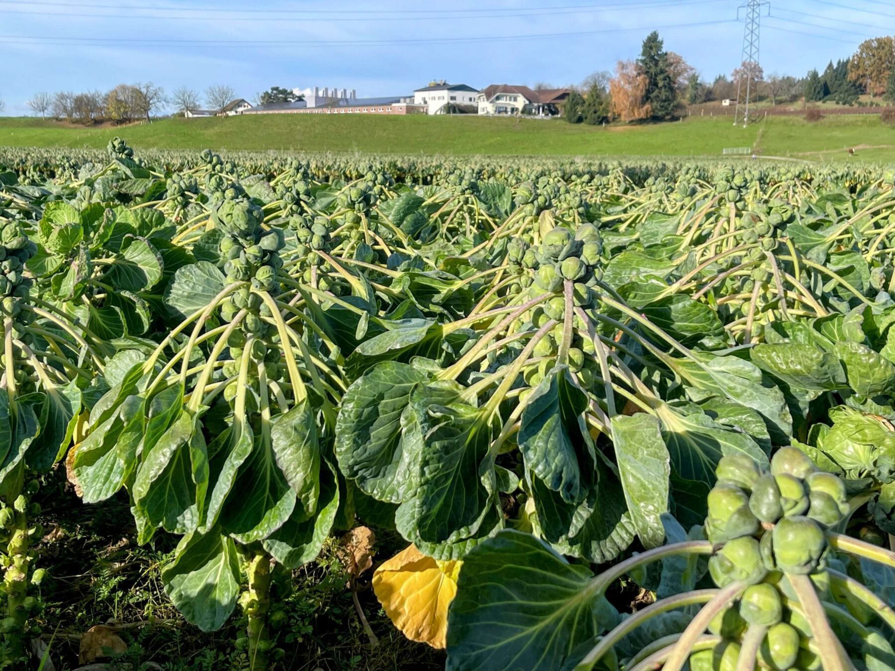 wanderung_bremgarten_gnadenthal_mellingen_entlang_der_reuss_