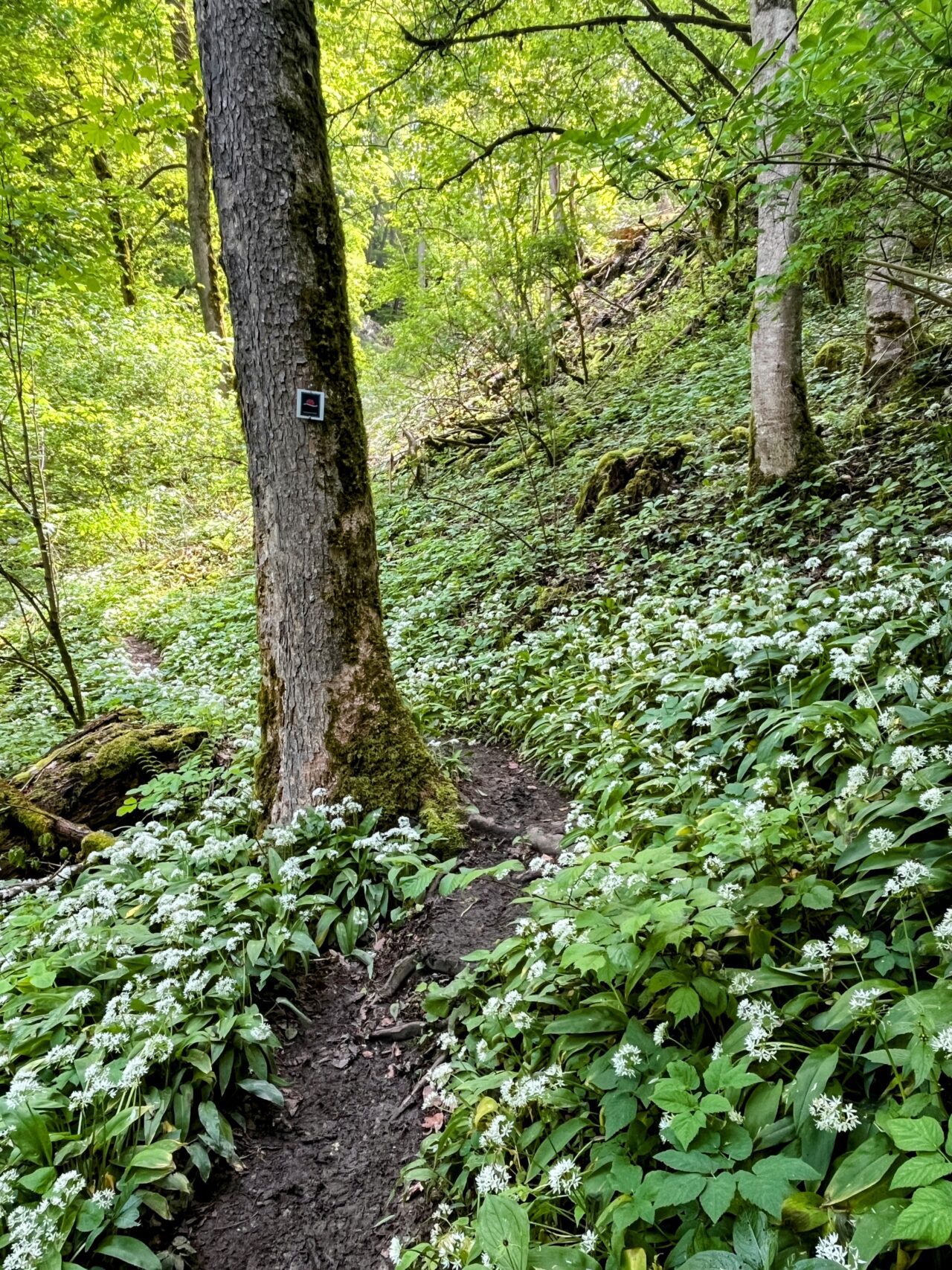wanderung_schluchtensteig_schwarzwald_