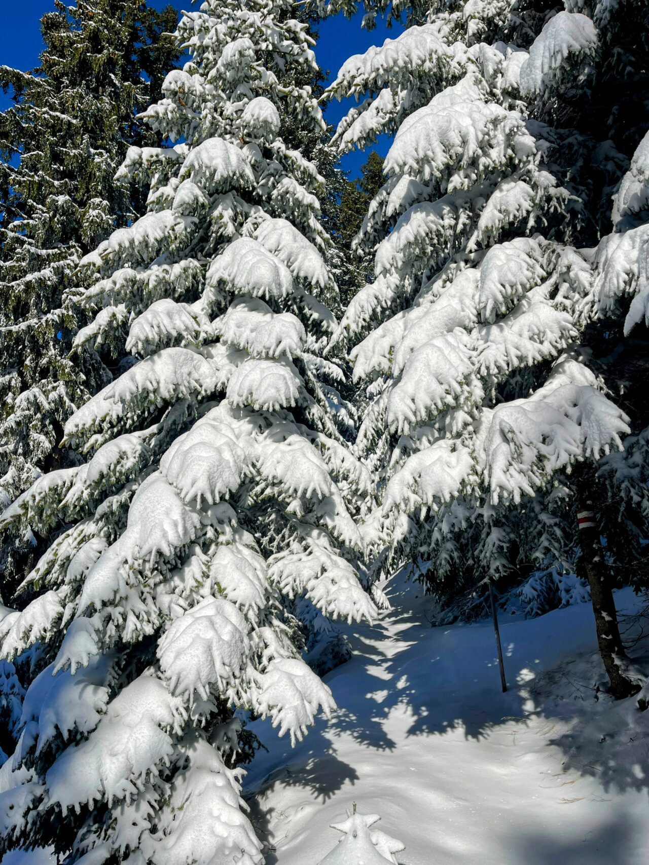 schneeschuhtour_alp_flix_573_schweizmobil__IMG_6261