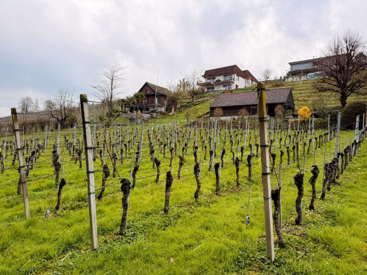 wanderung_umrundung_hallwiler_see_