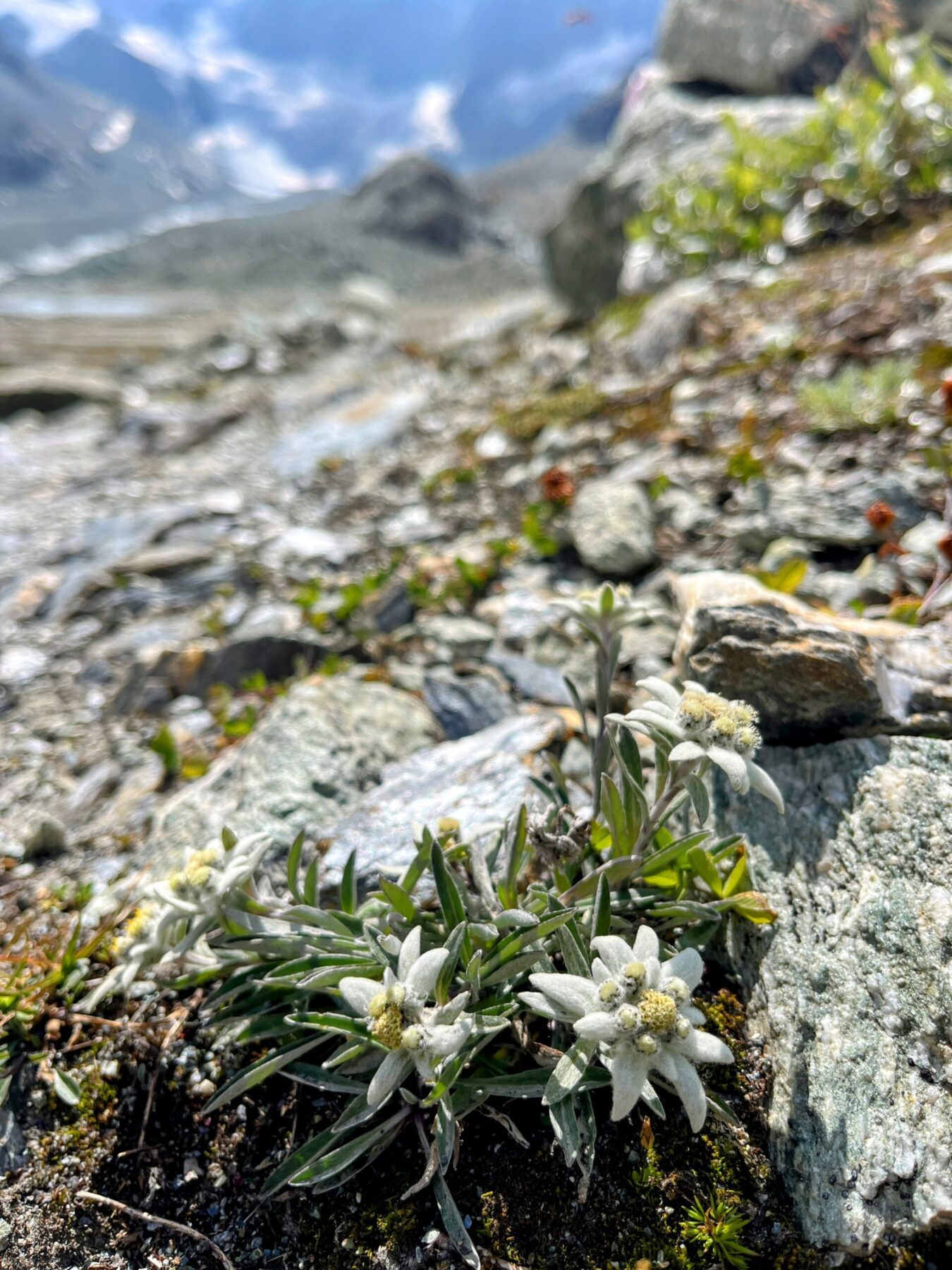 wanderung_alpenpaesseweg_etappe_27_arolla_cabane_de_dix_