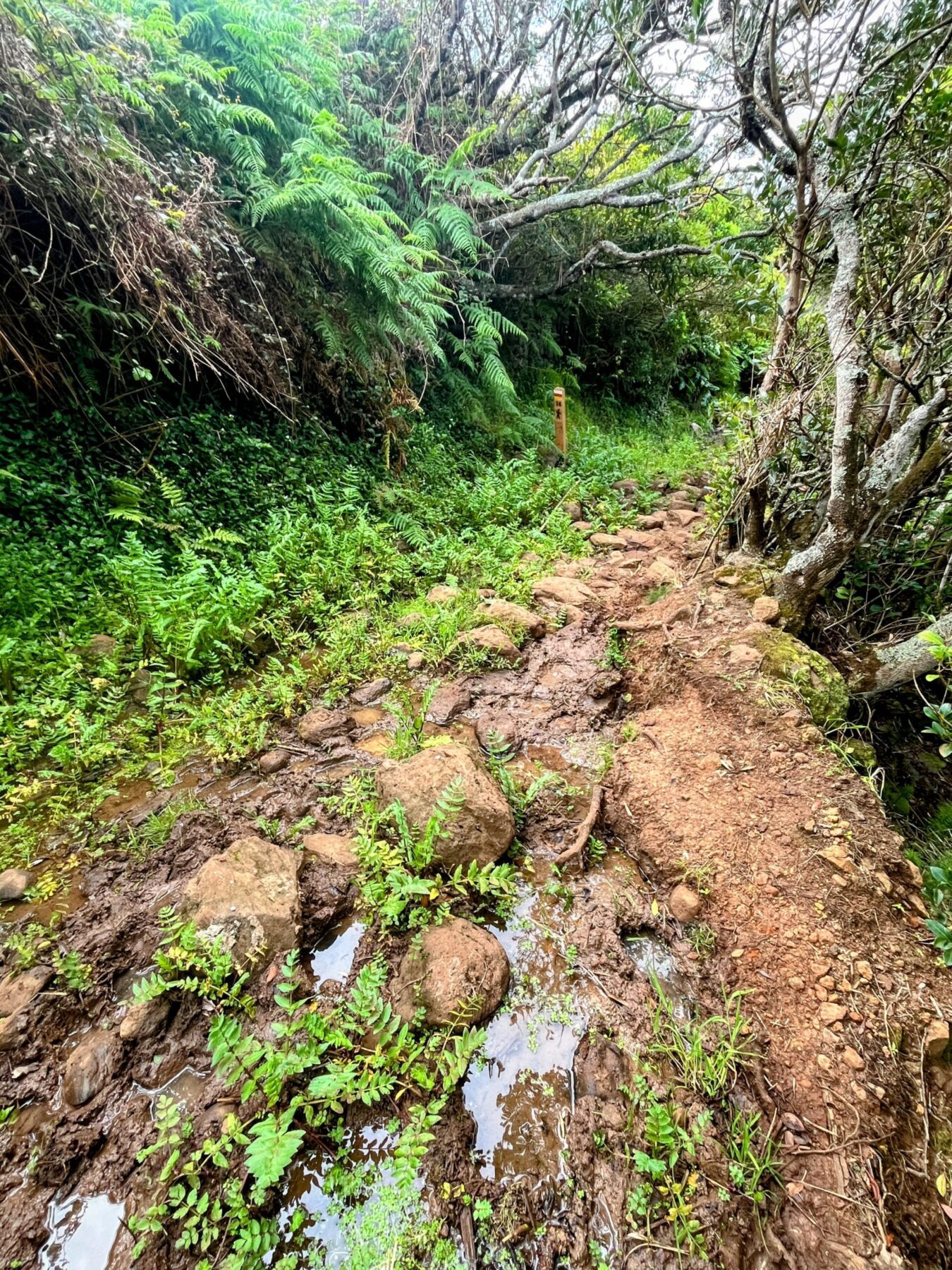 wanderung_ilha_a_pe_tag_4_norte_baia_do_raposo_