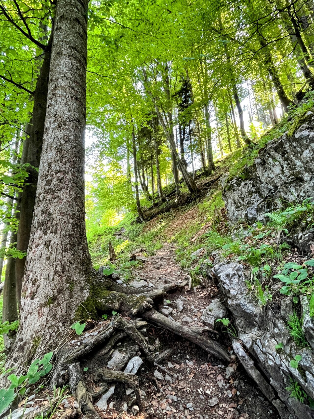 wanderung_niederbauen_chulm_