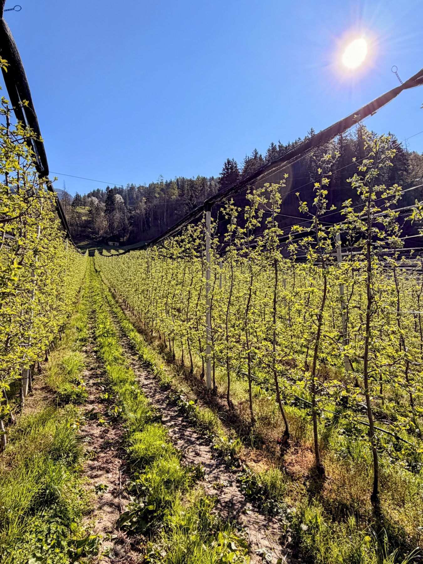 wanderung_maiser_waalweg_tappeinerweg_dorf_tirol_