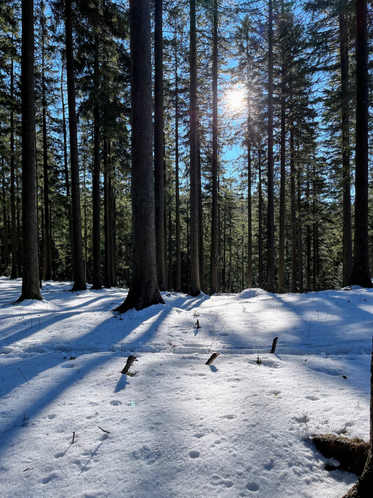 schneeschuhwandern_gottschalkenberg__IMG_0714