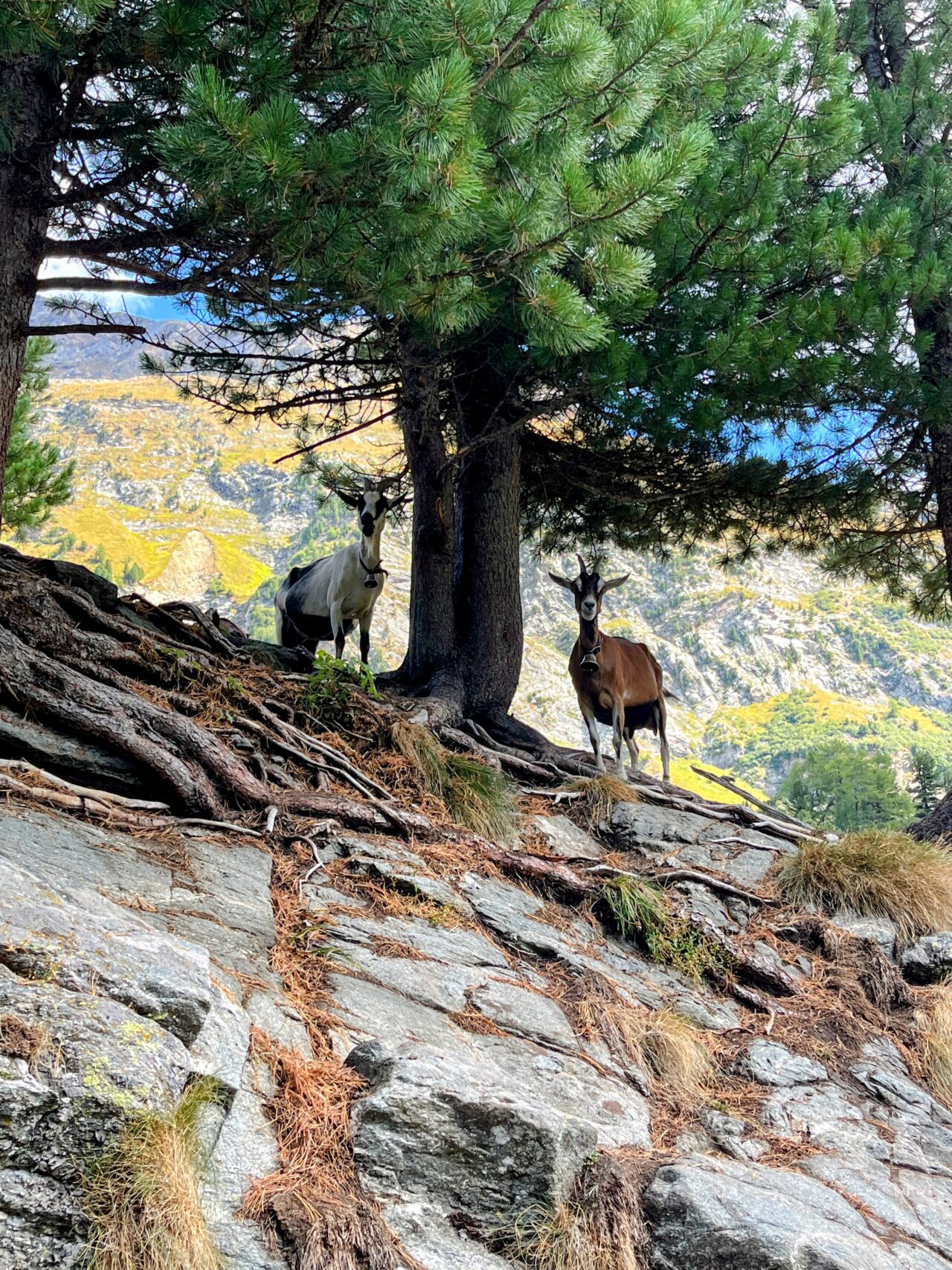 wanderung_sentiero_bernina_sud_