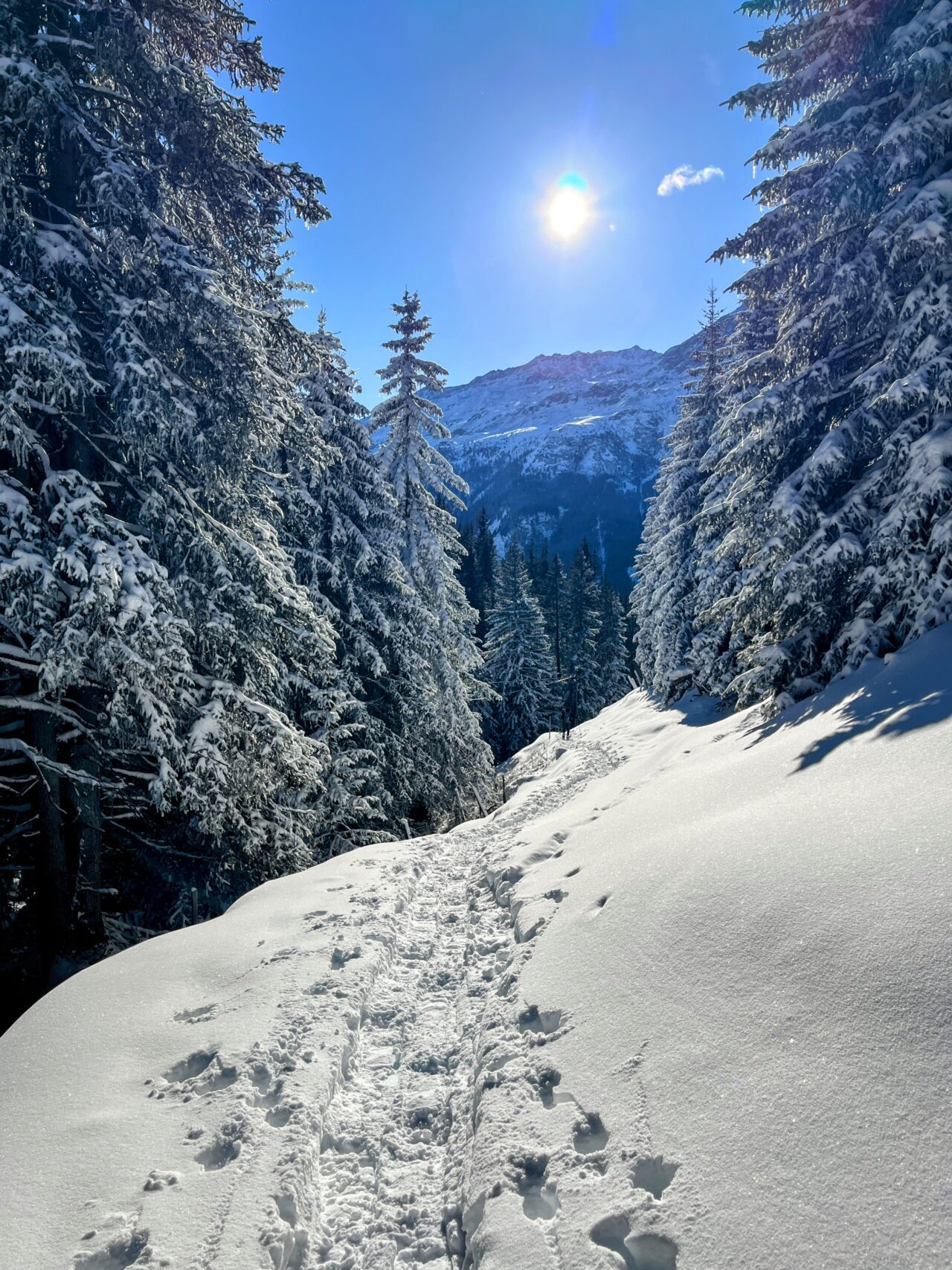 schneeschuhtour_alp_flix_573_schweizmobil__IMG_6298
