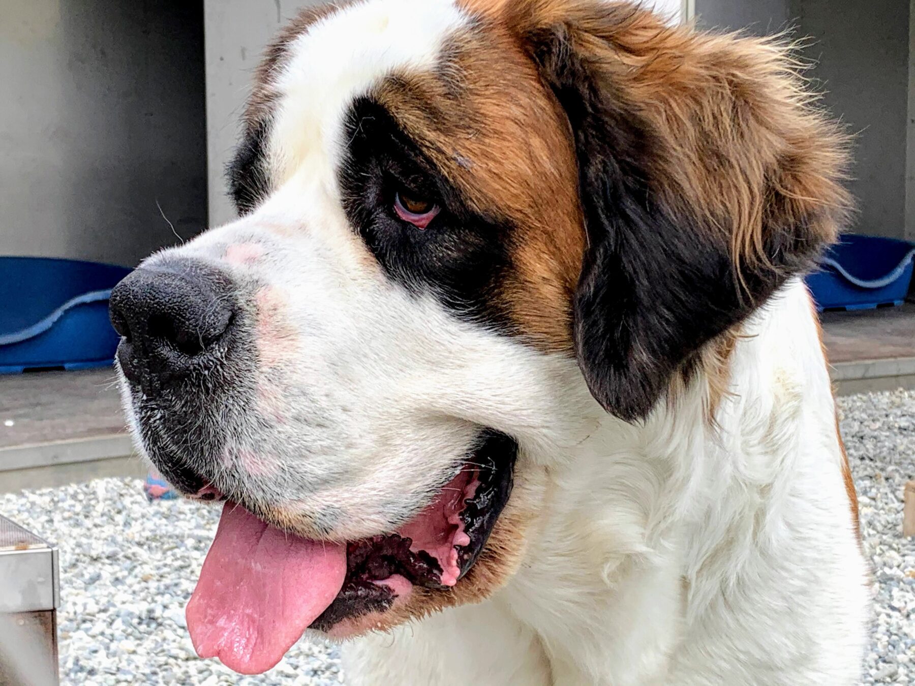 wanderung_tour_du_st_bernard_