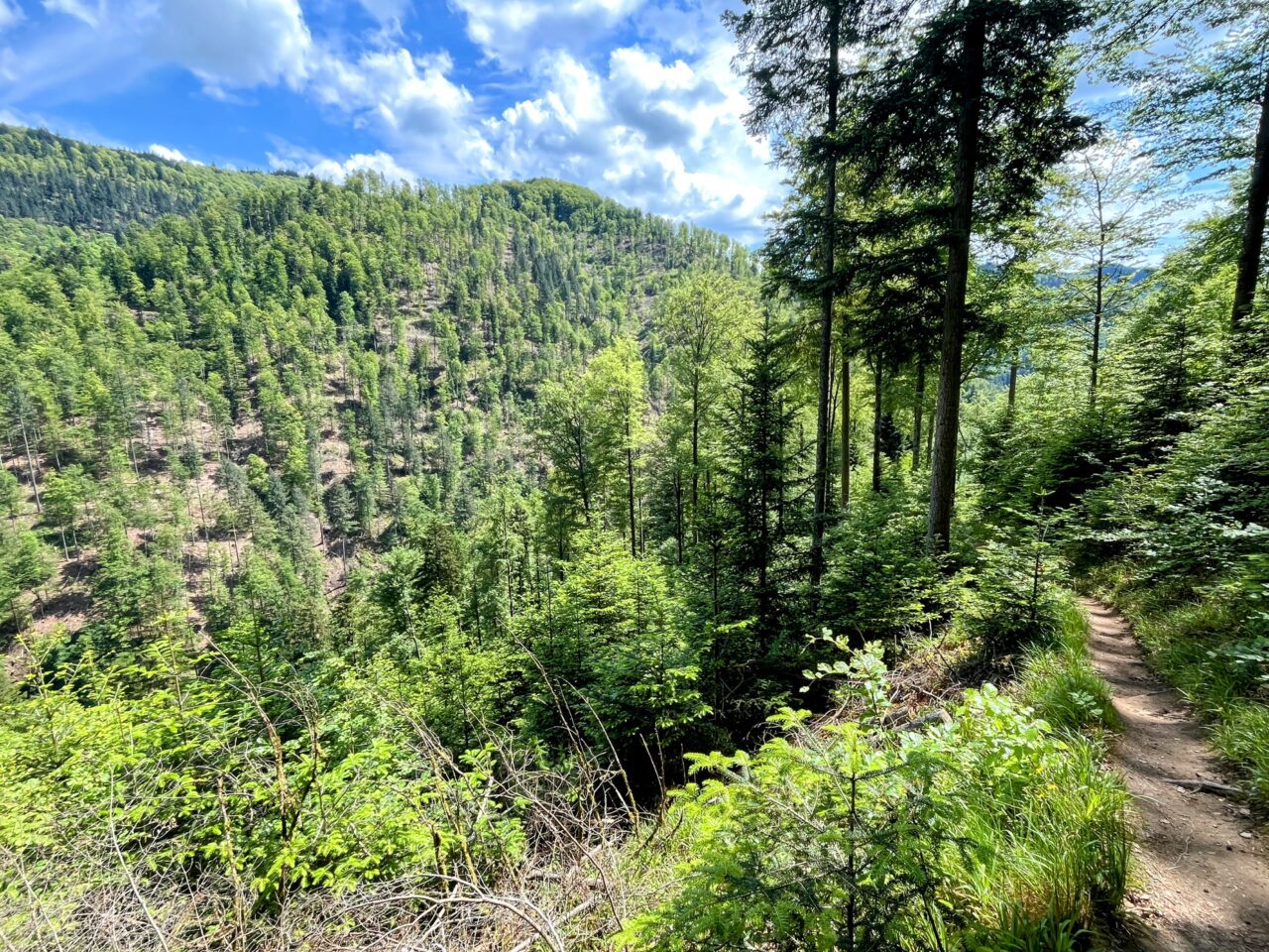 wanderung_schluchtensteig_schwarzwald_