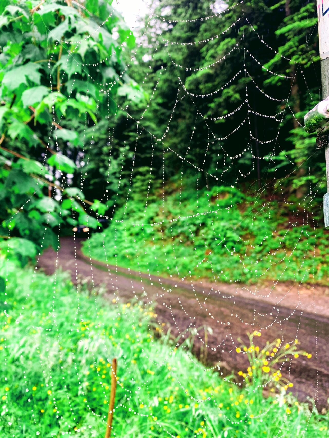 wanderung_waldstaetterweg_kuesnacht_am_rigi_luzern_