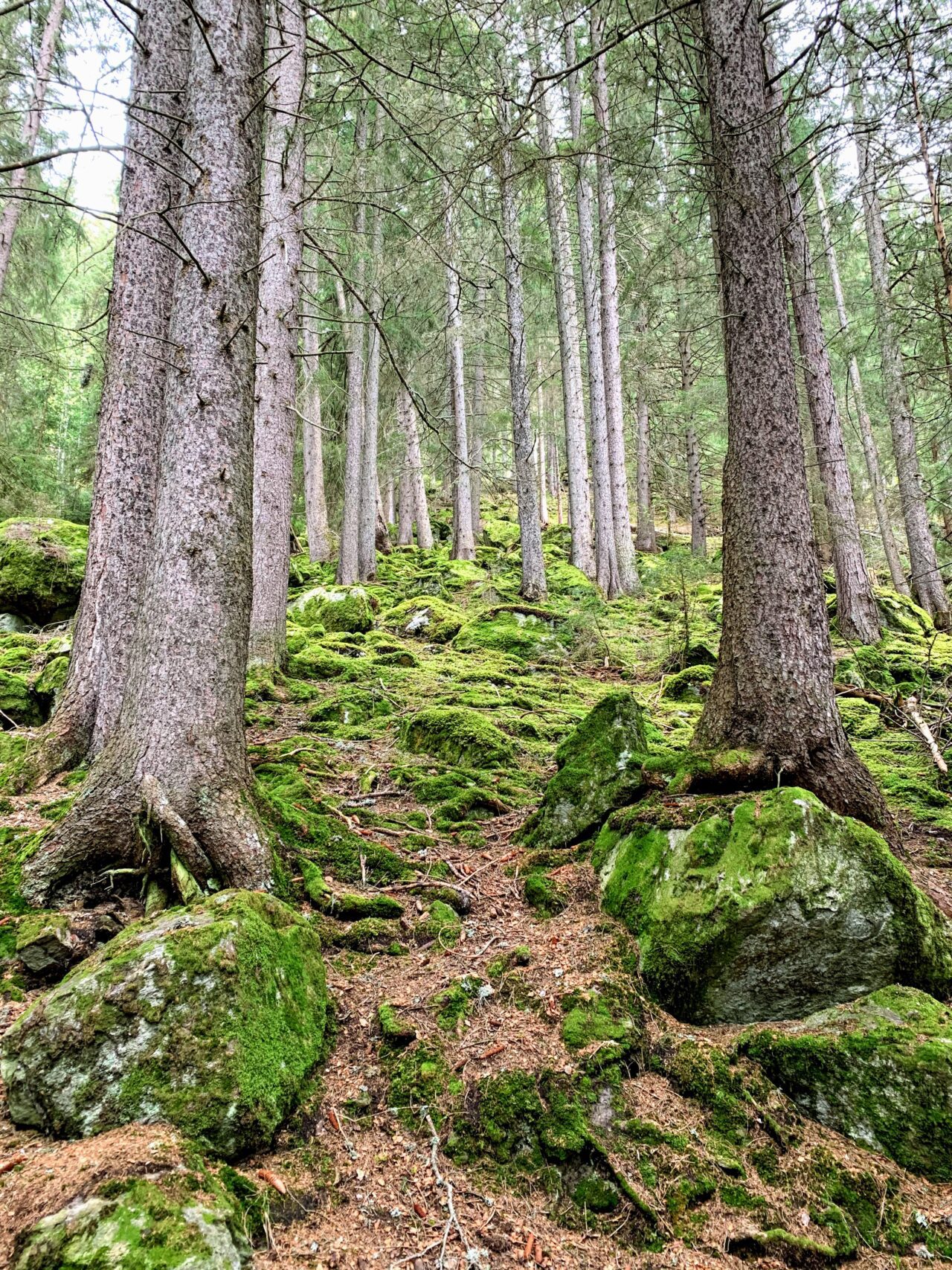 wanderung_bisse_du_milieu_bisse_vieux_