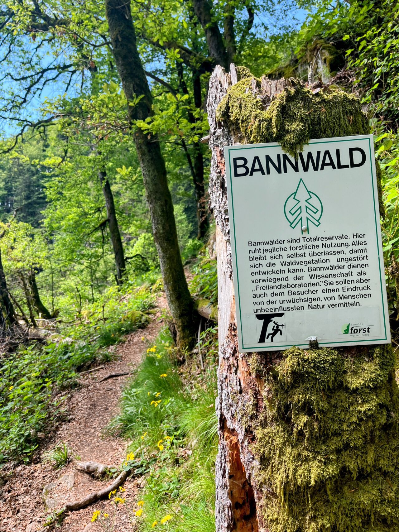 wanderung_schluchtensteig_schwarzwald_