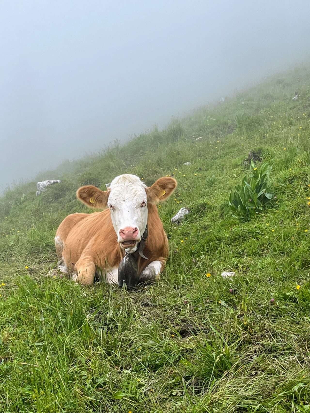 wanderung_buochserhorn_