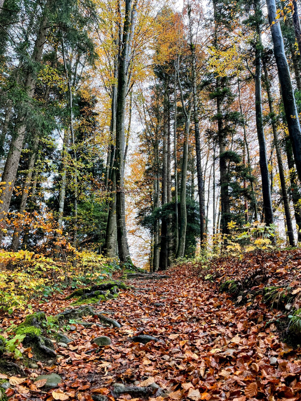 wanderung_hörnli_