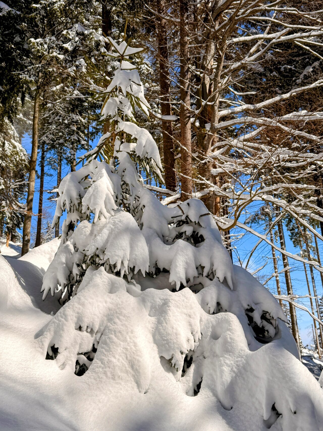 schneeschuhtour_lehmen_kronberg_chammhaldenhuette_schwaegalp__IMG_1328
