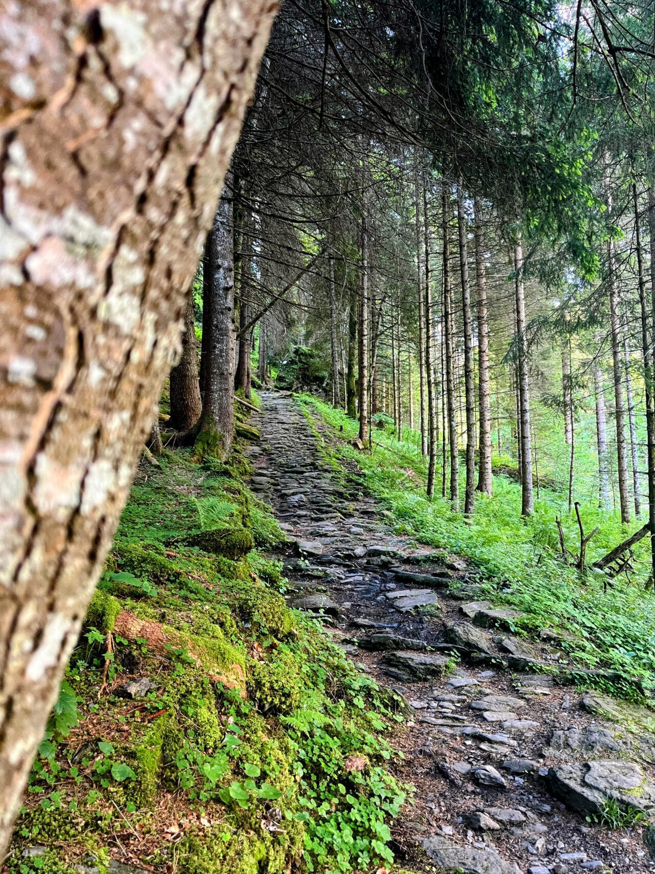 wanderung_via_alpina_meiringen_grindelwald_