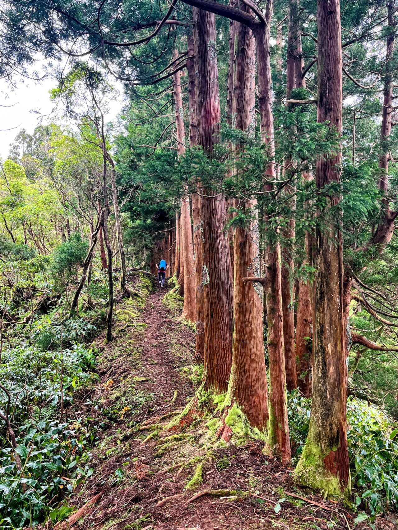 wanderung_ilha_a_pe_tag_4_norte_baia_do_raposo_